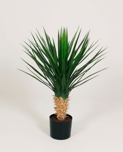 1159-63 Yucca Rosetrata 63cm
